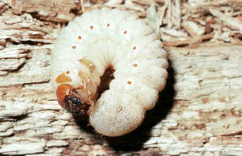 A whitish curled up larva with a red head