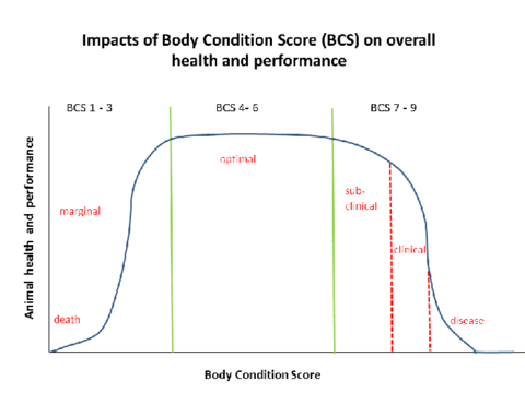 chart showing body condition score on health and performance.