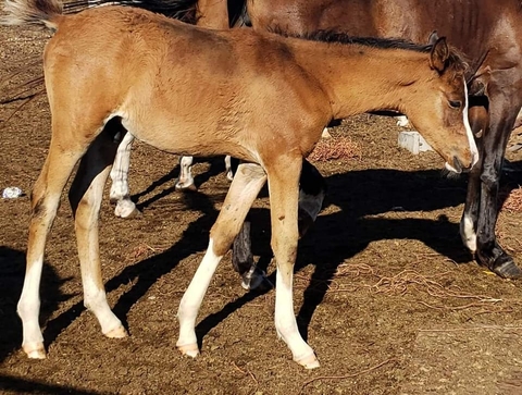 A small paint colt horse