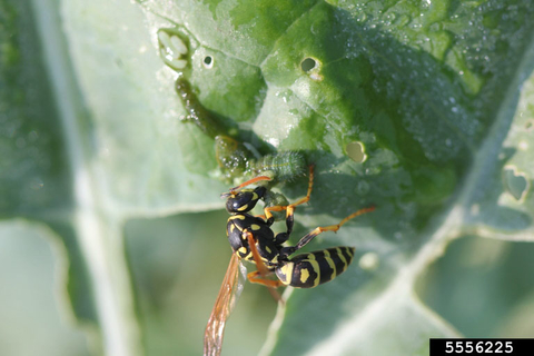 A yellow and black european paper wasp feeding on a green caterpillar on a leaf