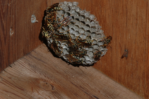 A honeycomb like wasp nest with several brown and yellow paper wasps