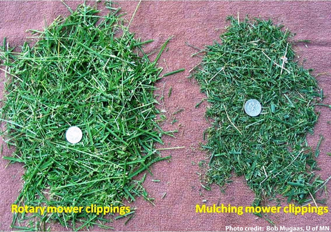 Clippings of a rotary mower side by side the smaller clippings of a mulching mower.   