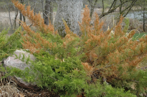 Large green evergreen shrub with brown needles on many of its large branches.