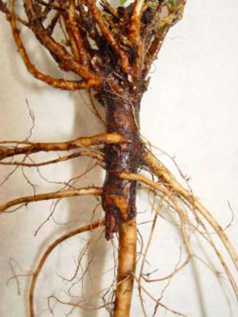 alfalfa root with severed secondary tap root.