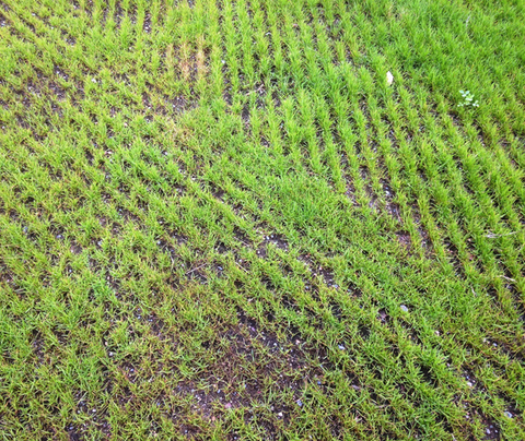 Rows of turfgrass seedlings planted at angles; some soil is still visible.