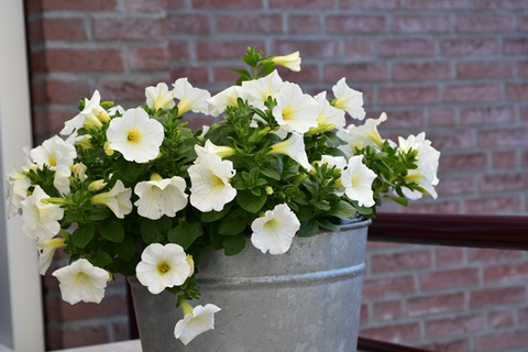 A galvanized steel planter containing light yellow petunias with a brick wall in the background.