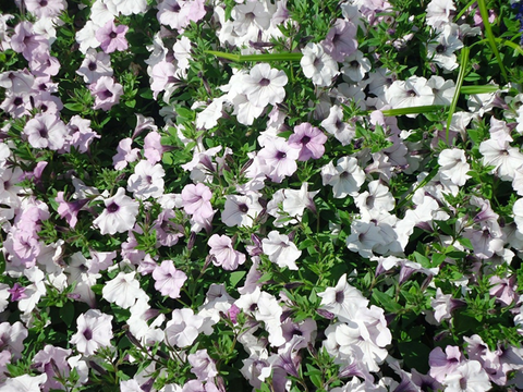 A mass of purplish-white petunia flowers.