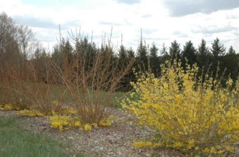 Three shrubs with yellow flowers only at the plant base and no flowers on upper stems. A yellow blooming shrubs with hardy flower buds.