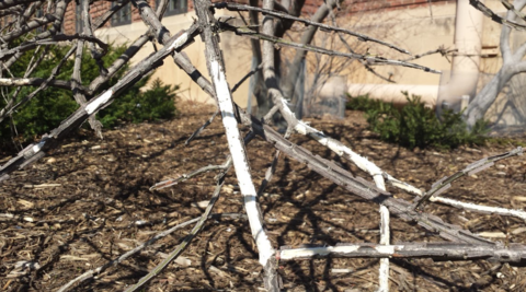 Gray branches on shrub with areas of bark eaten away.