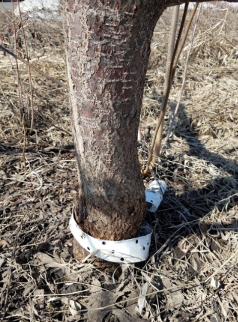 Large tree trunk with white plastic wrap around it and lying on the ground.