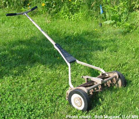 Reel mower on a green lawn