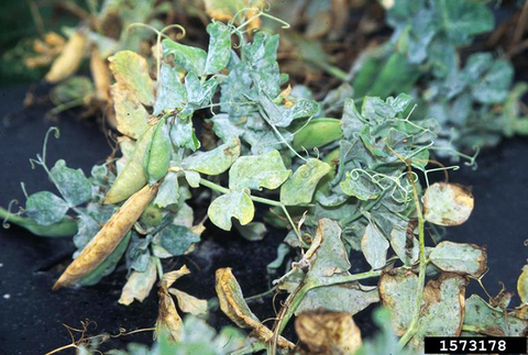 Pea leaves with brown edes and white fluffy spots toward the center