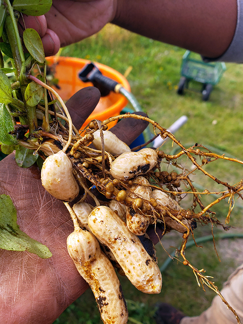 Person holds a mature peanut plant with roots. The roots have some young peanuts on them in addition to many small nitrogen fixing nodules.
