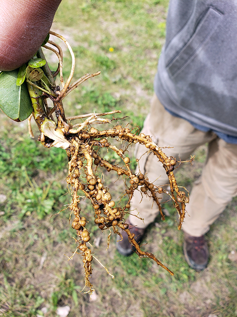 Person holds up the roots of a young peanut plant. Each root is covered in dozens of small brownish round blobs.