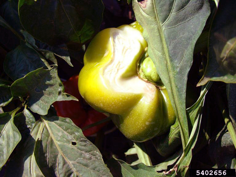 Sunscald on a bell pepper growing in a garden.
