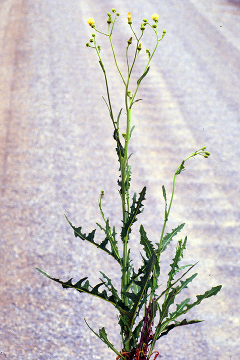 single perennial sowthistle growing along the road