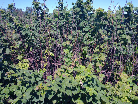 Diseased raspberry patch with dead canes.