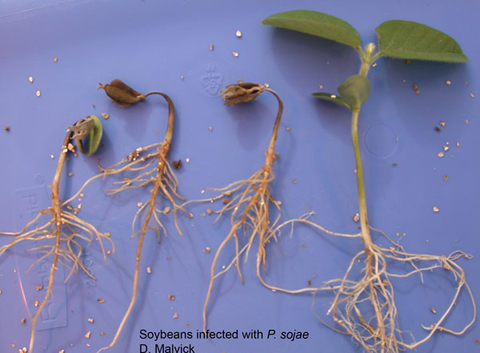four young soybean plants at different stages of emergence, each with brown roots and brown leaves.