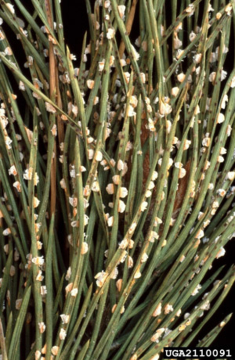 White, raised structures on pine needles