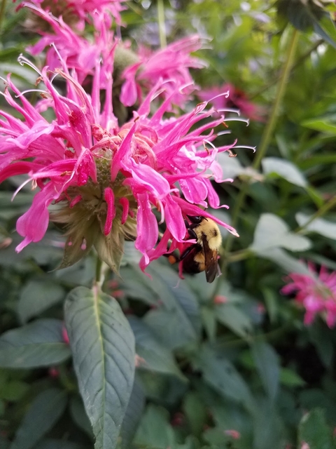 Close up of bumble bee feeding on pink bee balm (Monarda didyma)