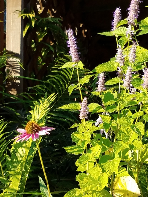 Pink coneflower planted next to lavender anise hyssop (Agastache foeniculum) in a home garden.