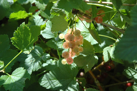 Pink Champagne currants growing on plant