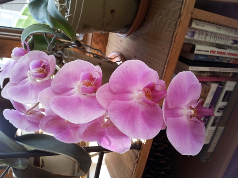 Bright pink moth orchid sitting on wooden book shelf.