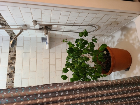 Large green leafy plant in a shower stall.