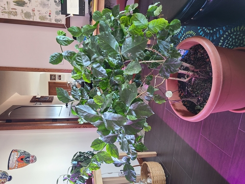 Large leafy plant in a sunny room.