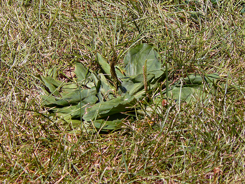 Rounded, leathery green leaves arranged in a rosette, with several green flower spikes growing in a grass lawn.
