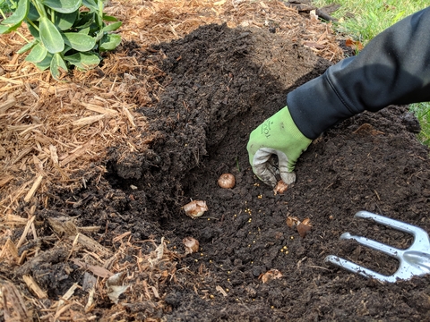 Placing small brown bulbs in the soil 