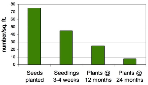 bar graph showing declining alfalfa stand density over seeding year