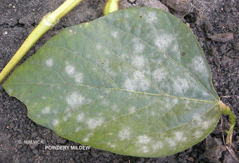 single green leaf mainly covered with a white powdery substance (mildew).