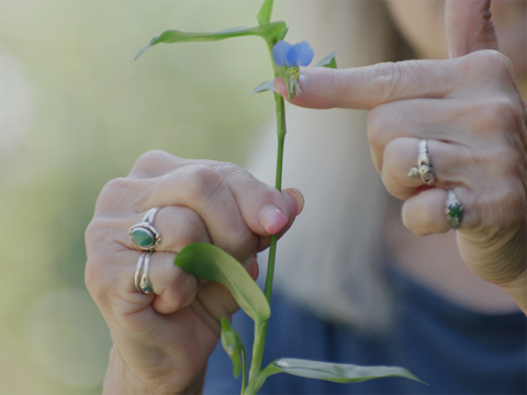 A woman wearing rings on both hands holds a long-stemmed plant that has a small insect on it. Her left indext finger is supporting the insect on the plant.