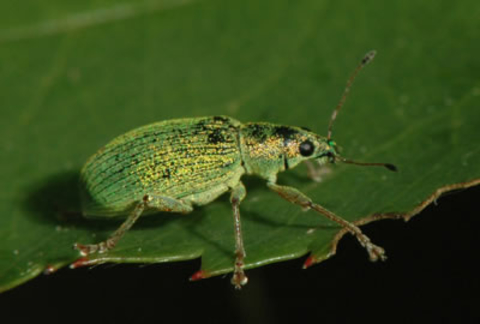 A shiny metallic green beetle with a long snout and two antennae seen on a leaf with ragged edges