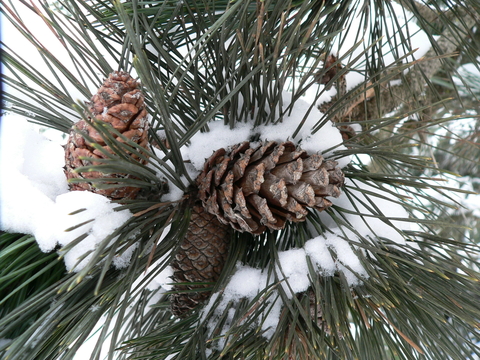 Pinecones on a Ponderosa pine with snow cover.
