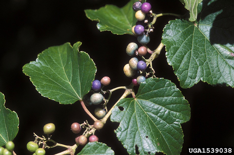  Tan branch with dark green shiny leaves and pale green to light blue to purple speckled berries on a black background.