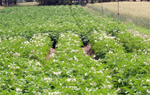 potato field with plants reduced in size