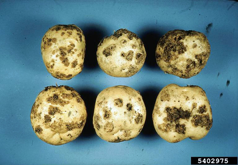 Six potatoes on a blue background. Each potato is mottled with dark brown spots of varying intensities. 