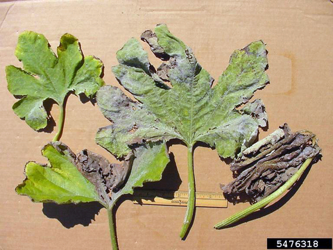 Four pumpkin leaves with progressively severe powdery mildew, laying on a surface.