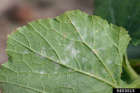 Areas of powdery mildew on the underside of a squash leaf.
