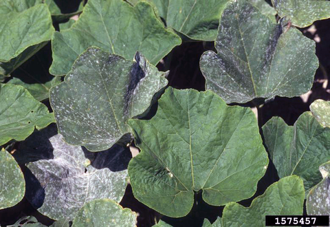 Large squash leaves with white powdery mildew.