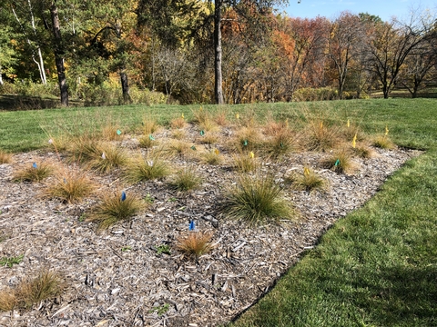 A landscape bed of yellow clump-forming grasses.