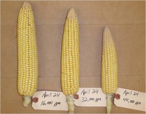 Pre-harvest considerations for corn