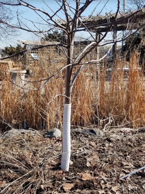 young tree with white plastic tube on lower trunk with tall grasses behind.