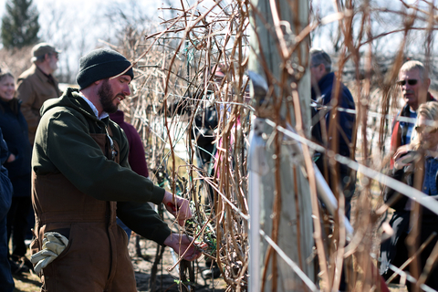 Man pruning grapevines with a group of people looking on.