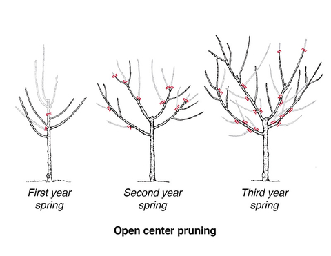 diagram of the open center method of pruning fruit trees showing a small, first-year tree with 4 branches, a second year tree with small branches coming off the 4 main branches, then a third-year tree with many new branches growing to make a round-shaped tree
