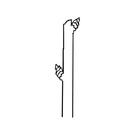 Diagram of a branch with two buds several inches apart on opposite sides.
