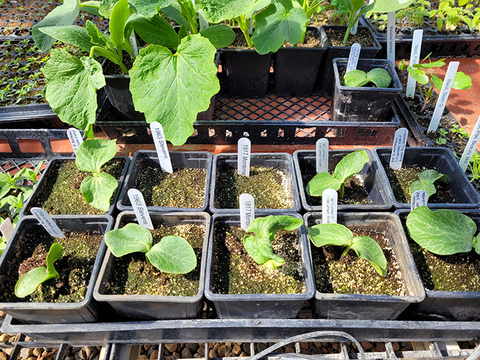 Two-leafed pumpkin seedlings growing next to larger green  leafy squash plants.