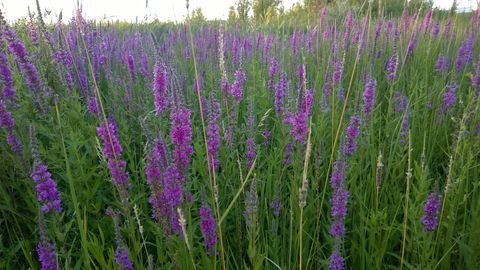 field of purple loosestrife 